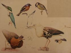 Cornelis Pieter de Wit<br />Vogels en kemphanen