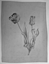 Ger van Norden<br />Tulpen